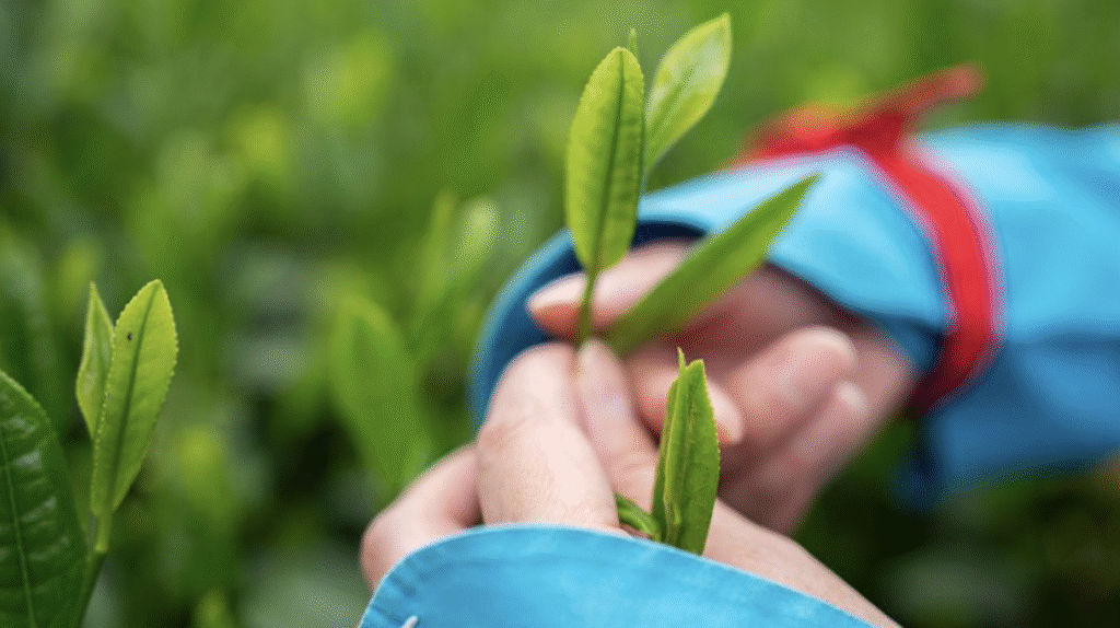 福寿園「お茶」