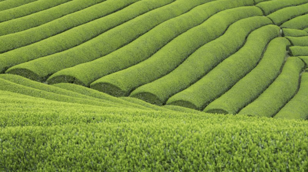 福寿園「お茶」