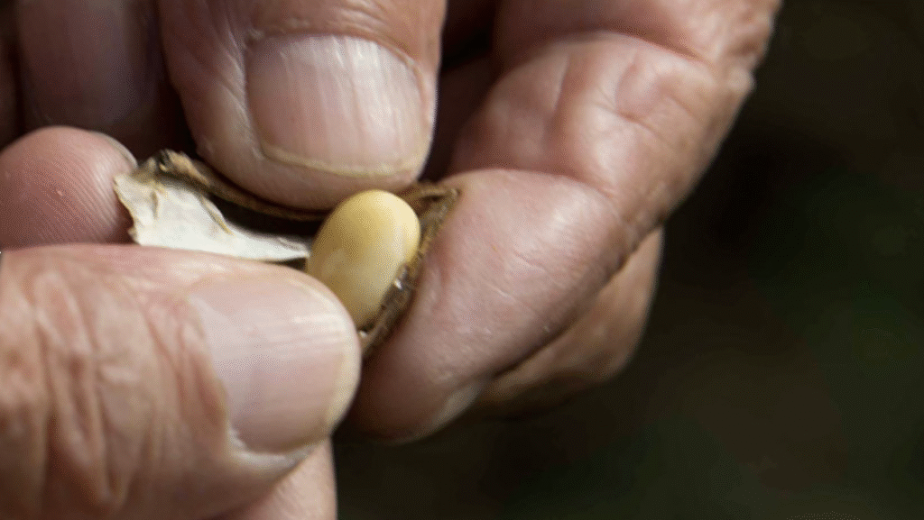 カクキュー「八丁味噌」